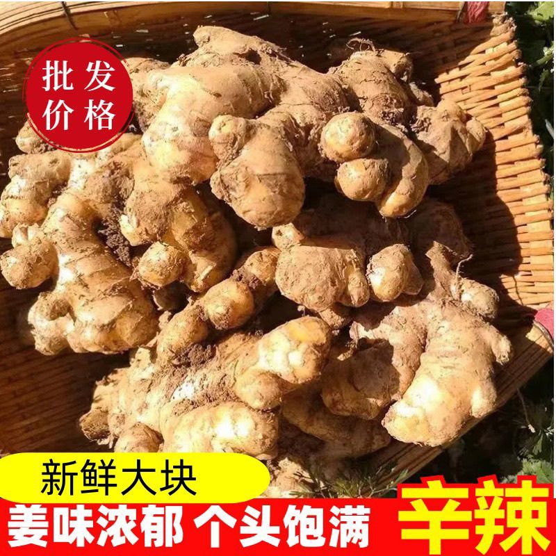 【精选】贵州生姜小黄姜量大从优对接商超团购供应链一条龙服