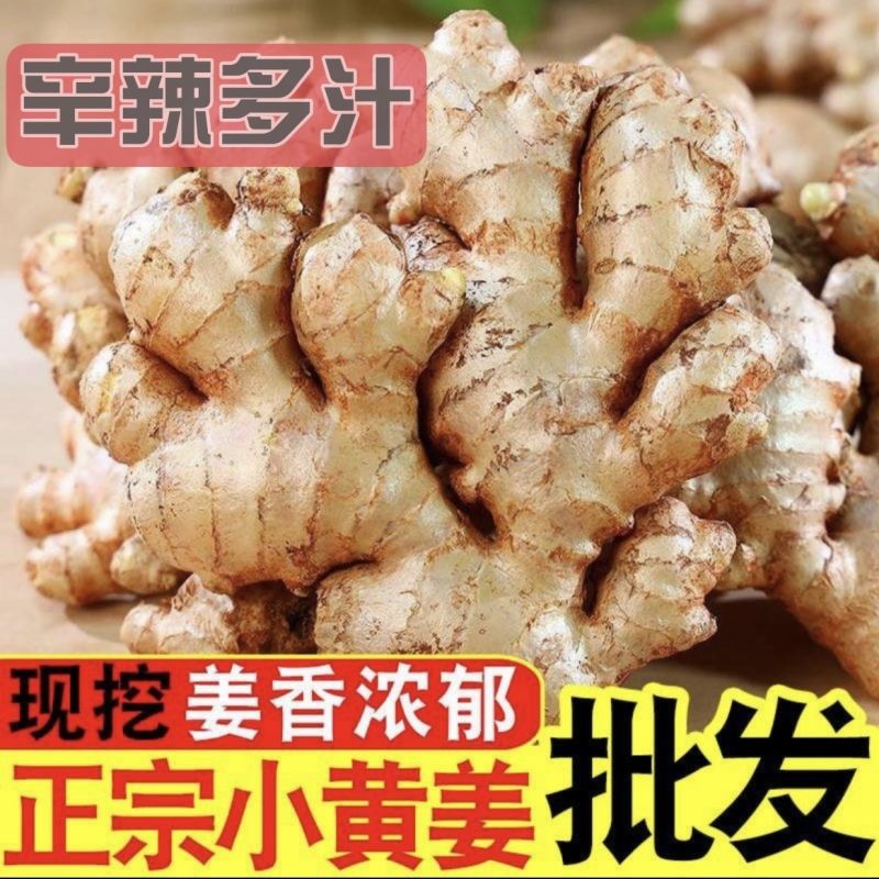 【精选】贵州生姜小黄姜量大从优对接商超团购供应链一条龙服