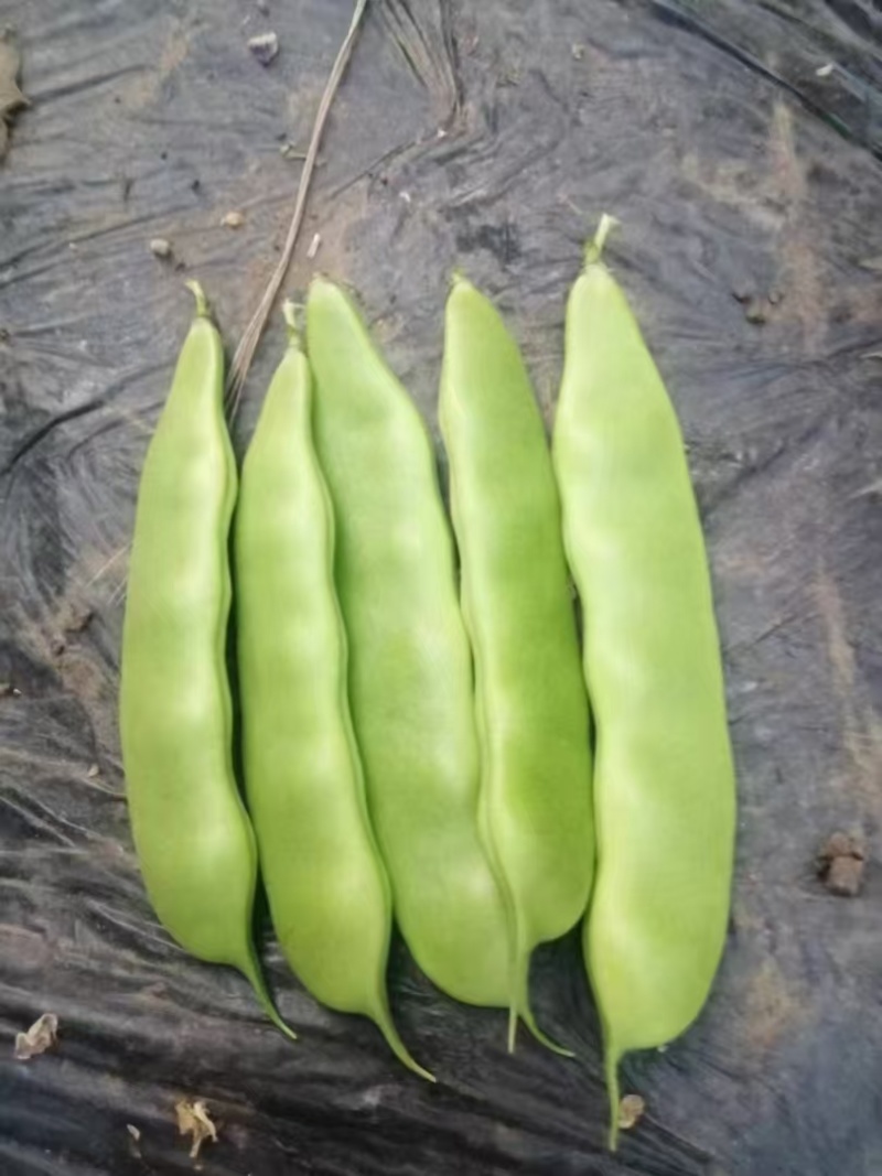 山东紫花油豆，大量供应，欢迎市场，电商，商超来电质询。