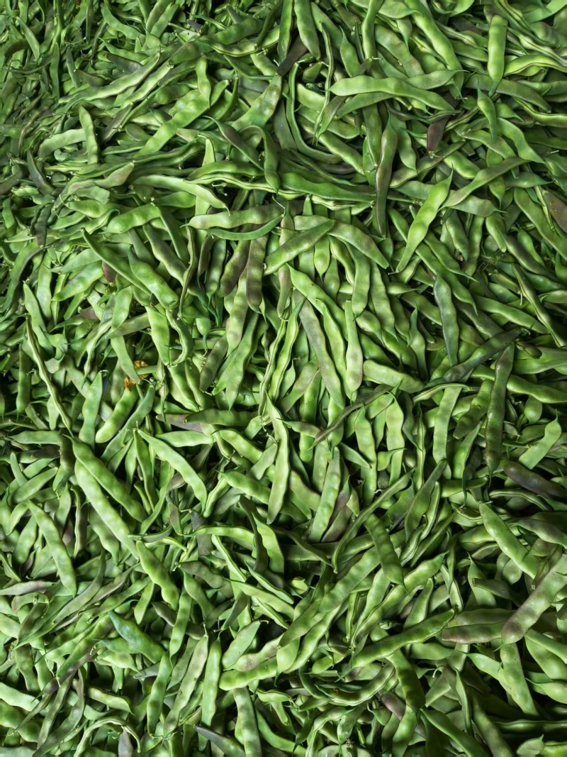 山东紫花油豆，大量供应，欢迎市场，电商，商超来电质询。