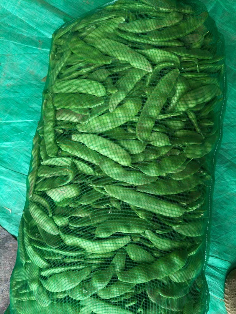 山东紫花油豆，大量供应，欢迎市场，电商，商超来电质询。