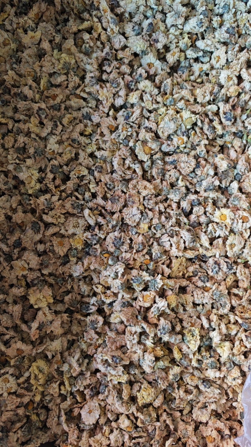 菊花胎菊野菊花金丝贡菊各类花茶食用茶种类齐全