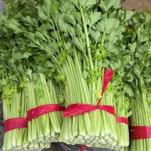 河北邯郸精品芹菜大量有货，可以供应商超电商市场