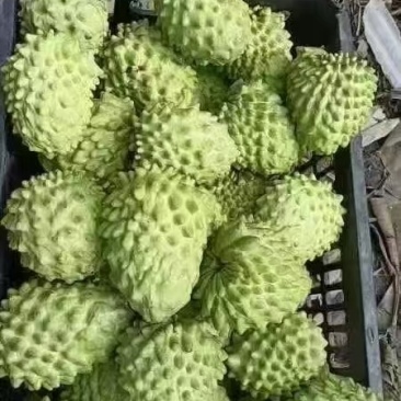 精品释迦