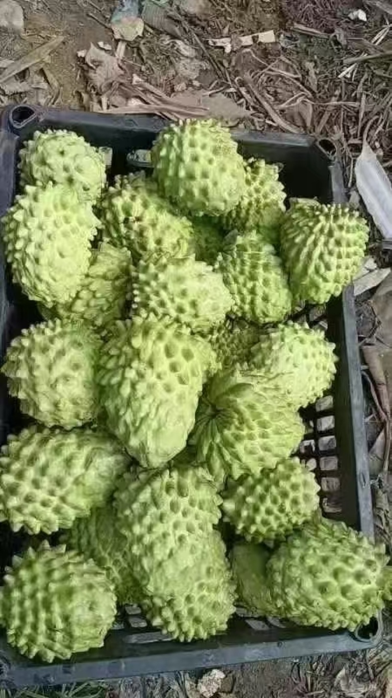 精品释迦