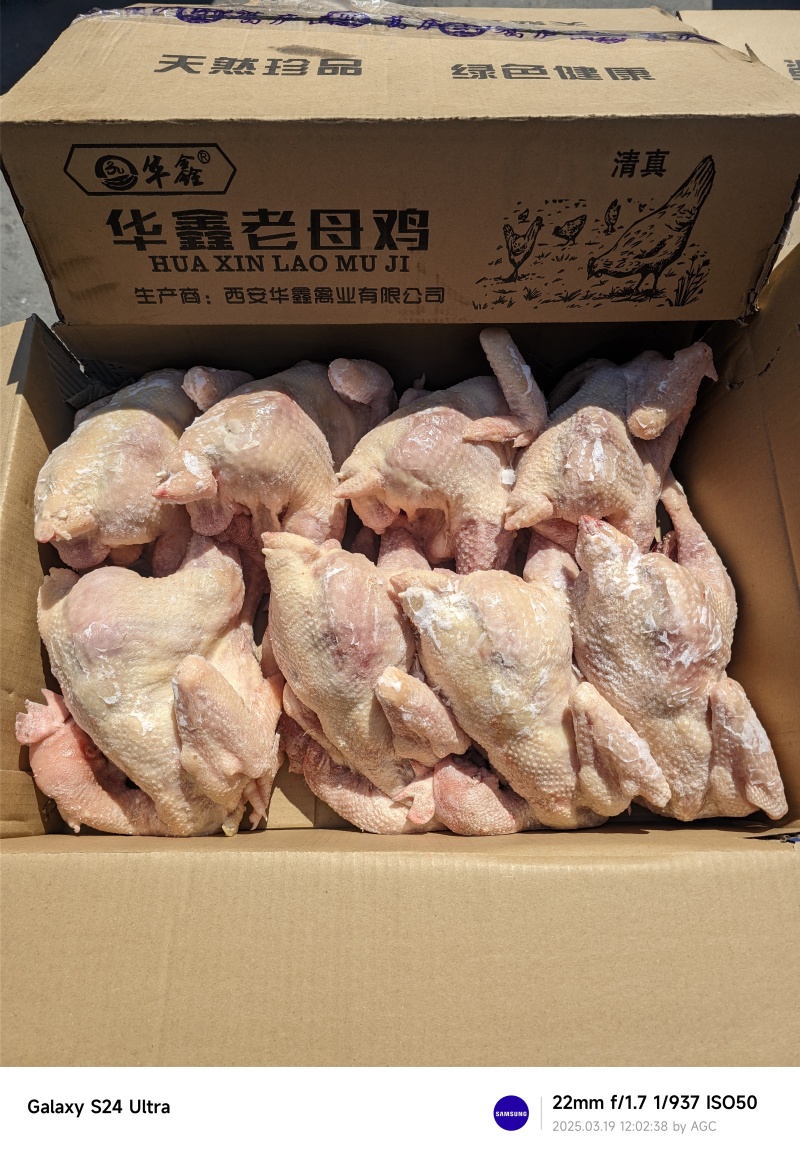 老母鸡