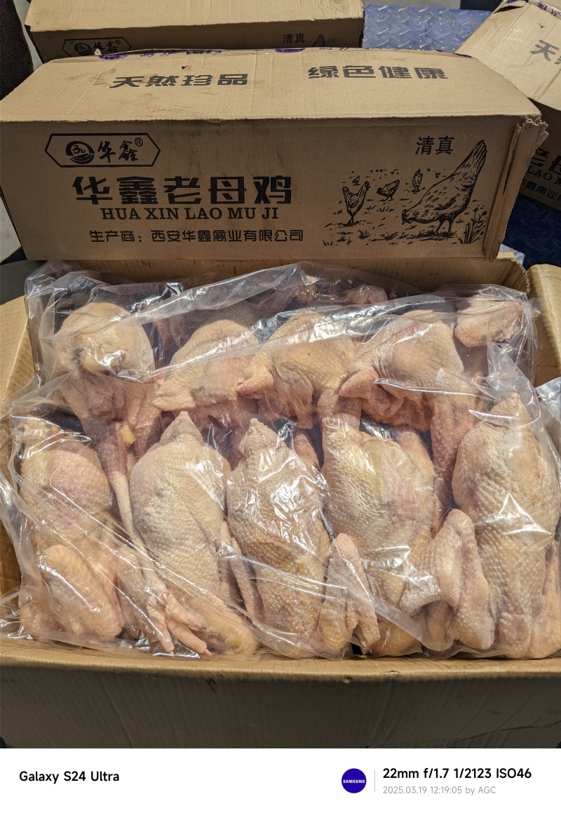 老母鸡