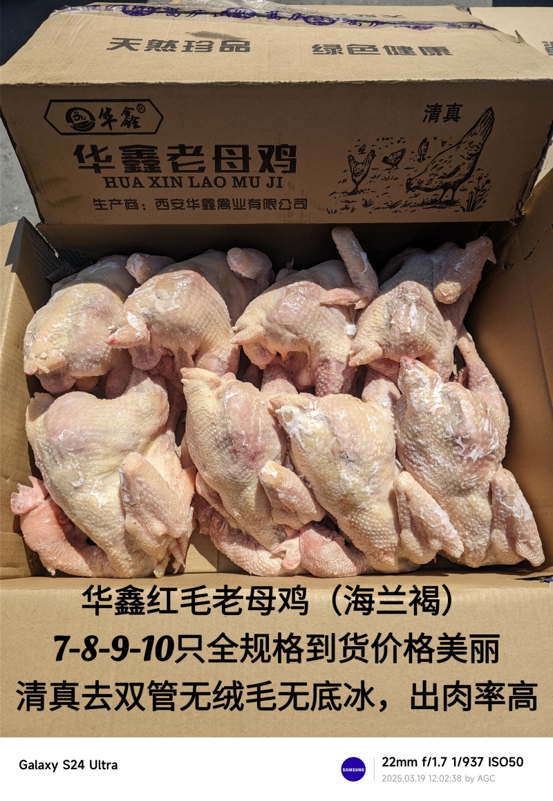 老母鸡