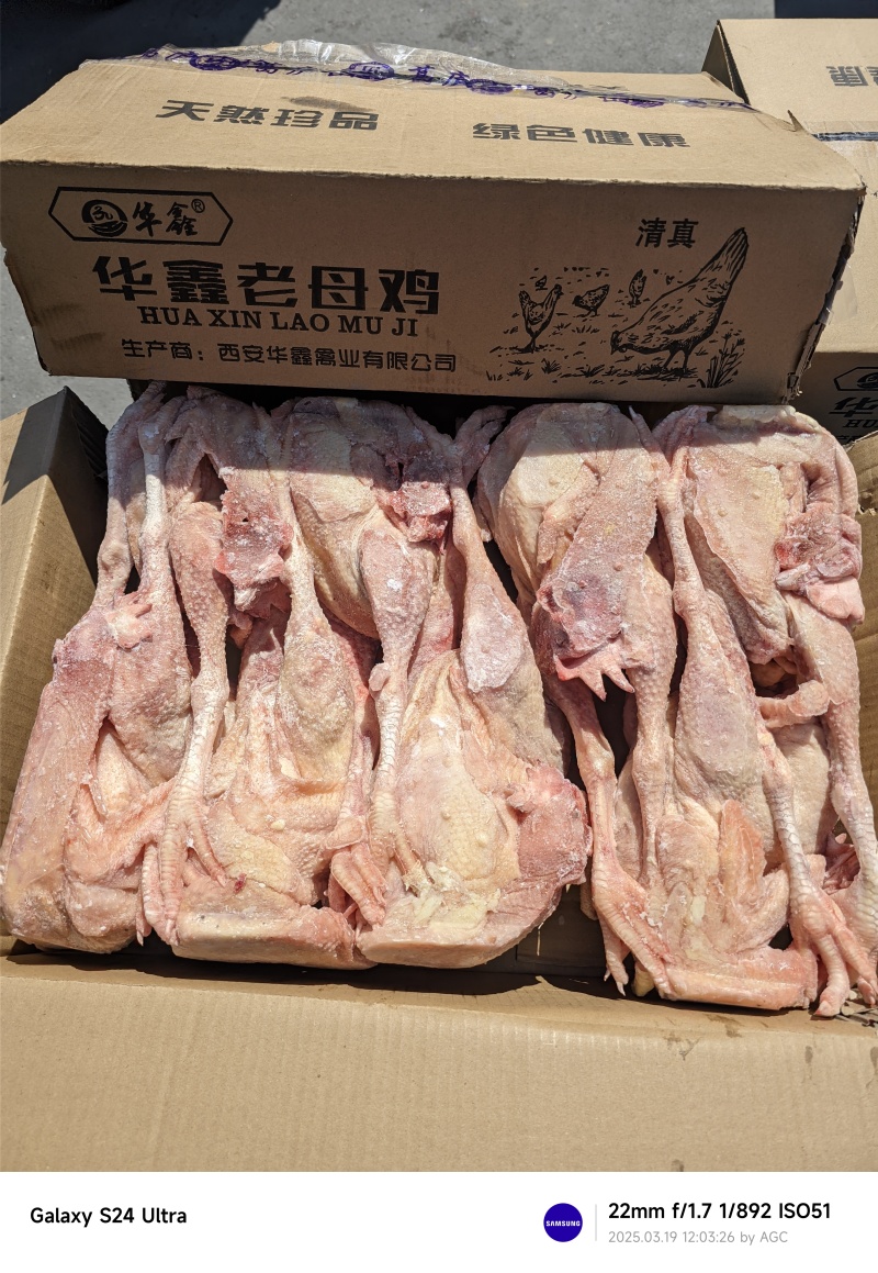 老母鸡