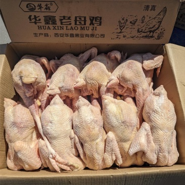 老母鸡
