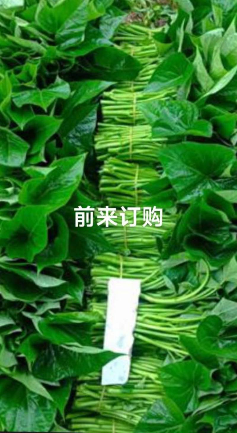 永川新鲜现挖苕尖，清甜爽口，现摘现发！