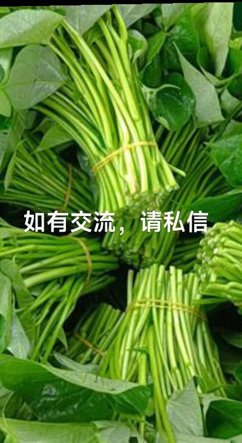 永川新鲜现挖苕尖，清甜爽口，现摘现发！