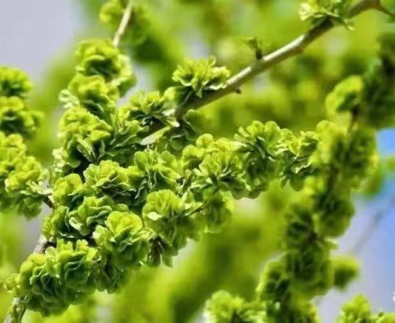 新鲜的榆钱，纯山沟野生，当天采摘当天发货，