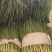 大棚小葱四季小葱货源充足量大从优产地直供
