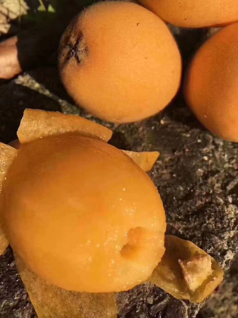 攀枝花米易枇杷每天大量有货