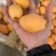 攀枝花米易枇杷每天大量有货