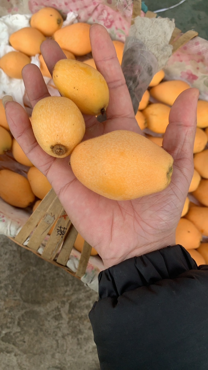 攀枝花米易枇杷每天大量有货