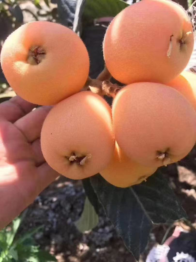 攀枝花米易枇杷每天大量有货