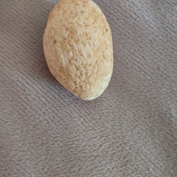 羊宝