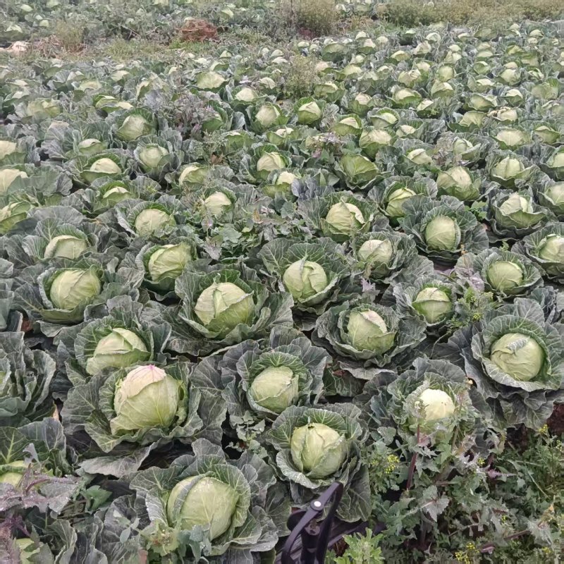 精品圆包菜，规格齐全，源头产地，量大从优，价格透明
