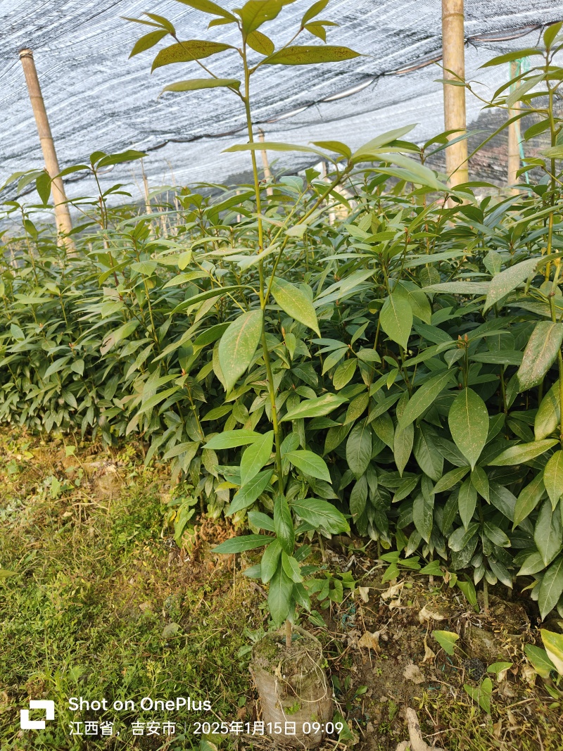 楠木苗金丝楠木树苗桢楠楠闽楠苗江西楠木树苗
