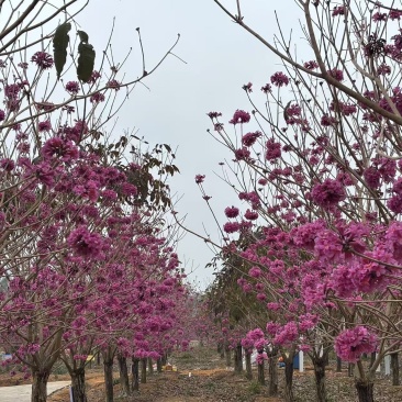 紫花风铃树，15公分_30公分