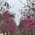 紫花风铃树，15公分_30公分