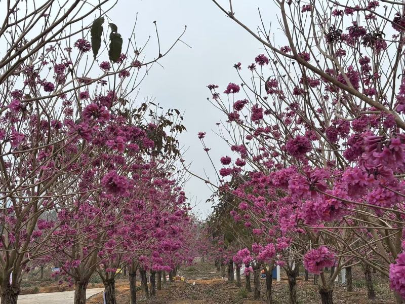 紫花风铃树，15公分_30公分