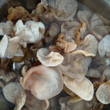 羊肚耳干货肉厚非野生农家菌东北特产泡发率高包邮