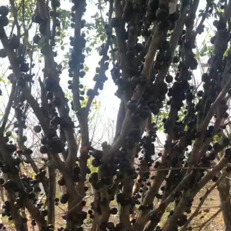 嘉宝果