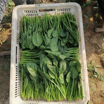 山东鄄城菏泽菠菜/大叶菠菜/产地一手货源/欢迎来电咨询