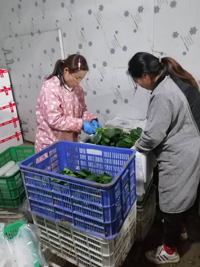 山东鄄城菏泽菠菜/大叶菠菜/产地一手货源/欢迎来电咨询