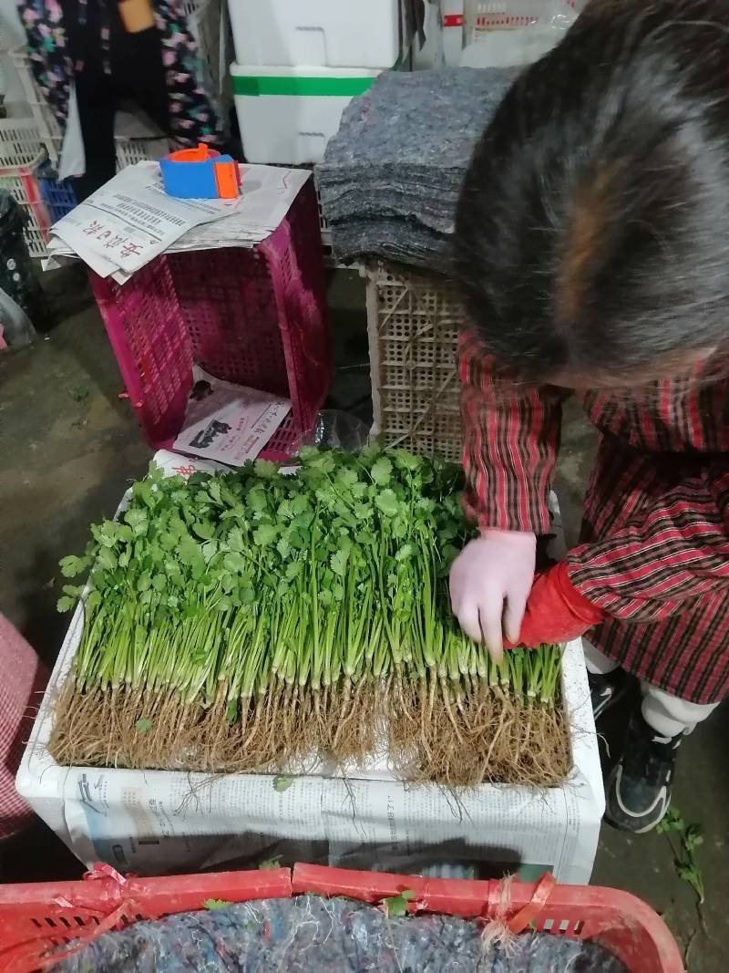 山东鄄城菏泽菠菜/大叶菠菜/产地一手货源/欢迎来电咨询
