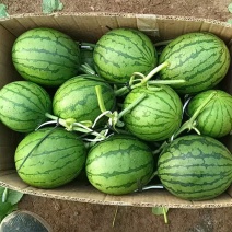 我地区小吊瓜大量上市中，品种有2K600L口感好！