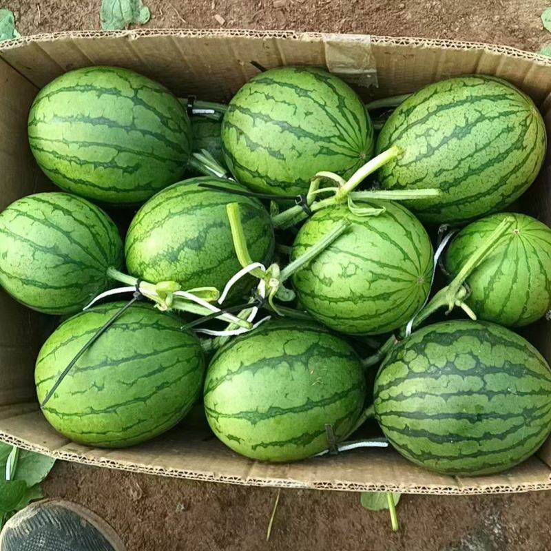 我地区小吊瓜大量上市中，品种有2K600L口感好！