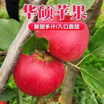 华硕苹果树苗，品种果实大、颜色鲜艳，高产,高效,抗虫,优