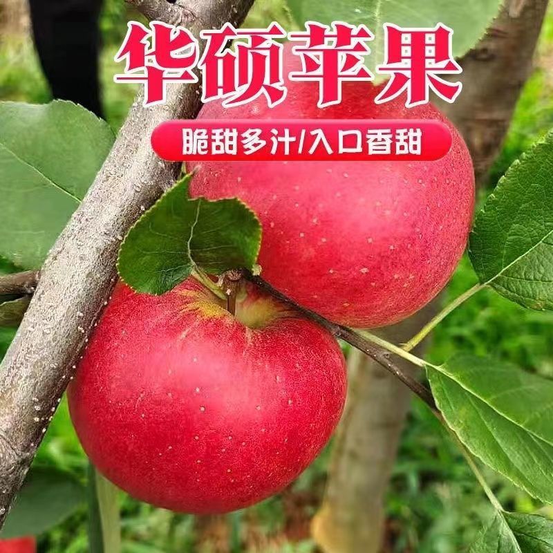 华硕苹果树苗，品种果实大、颜色鲜艳，高产,高效,抗虫,优