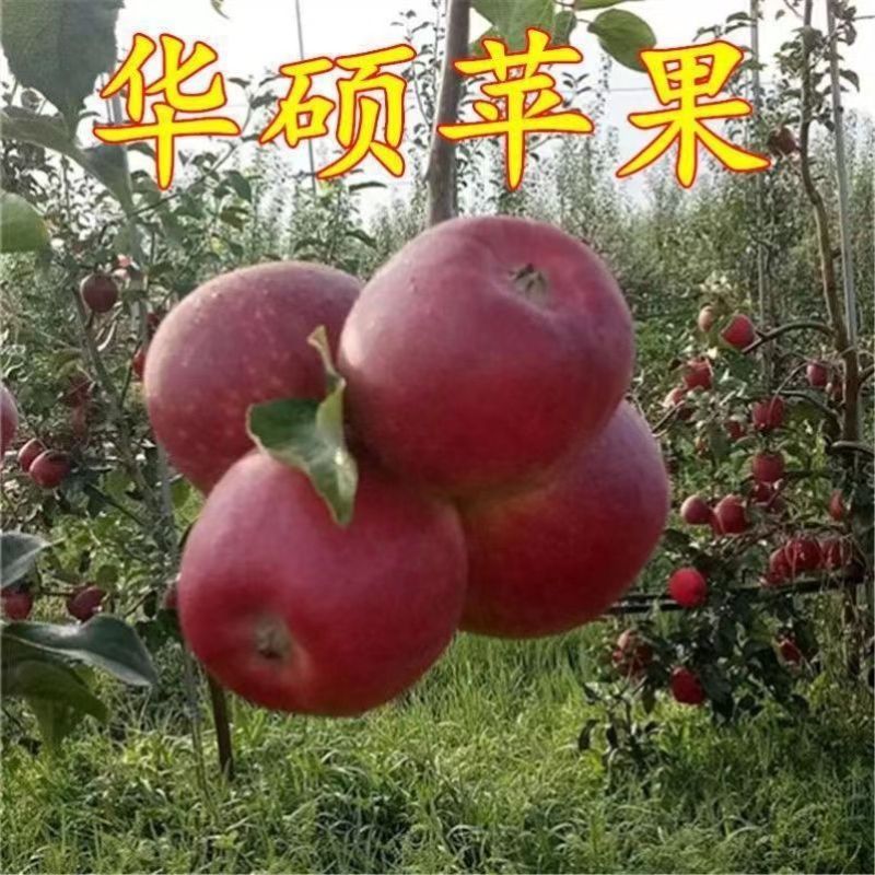 华硕苹果树苗，品种果实大、颜色鲜艳，高产,高效,抗虫,优
