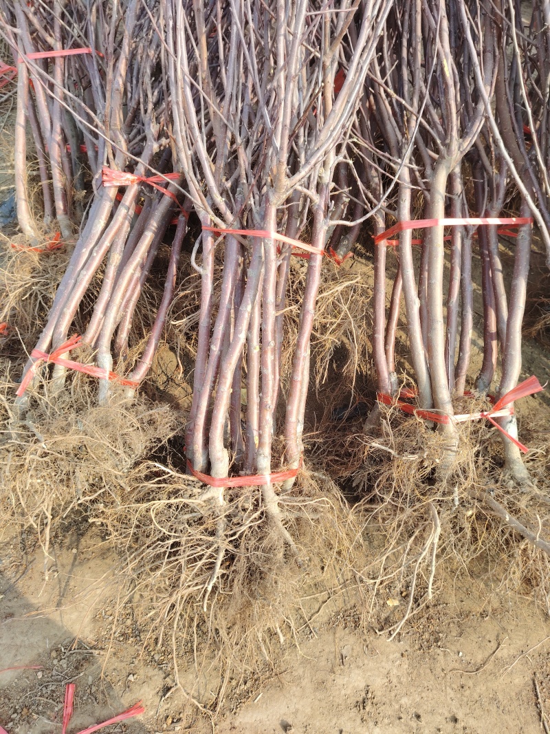 华硕苹果树苗，品种果实大、颜色鲜艳，高产,高效,抗虫,优