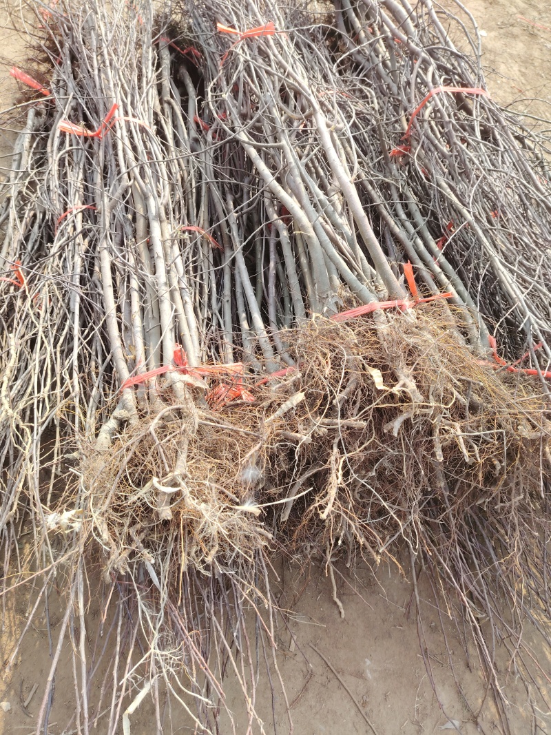 华硕苹果树苗，品种果实大、颜色鲜艳，高产,高效,抗虫,优