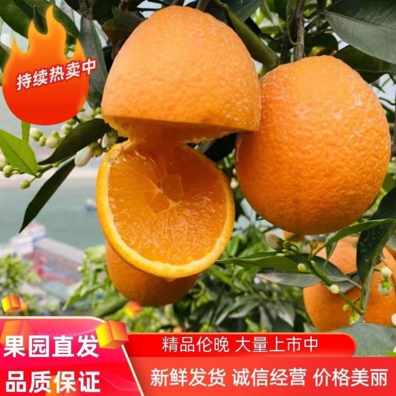 伦晚脐橙秭归县脐橙产地直发，品质保证，诚信经营，欢迎选购