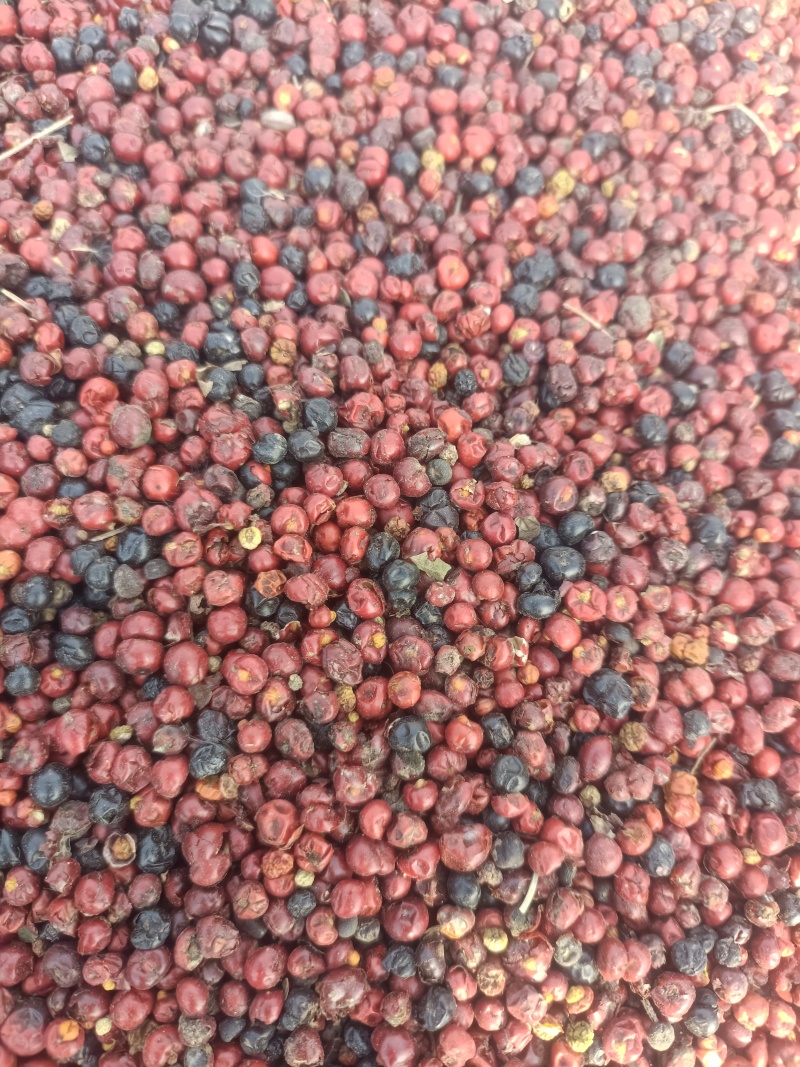 茜草种子包售后高含量价格等于质量等于保障