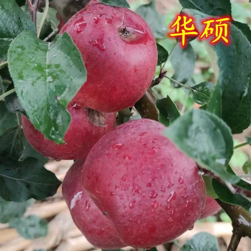 华硕苹果树苗，早熟品种，耐运输，果子大，口感甜