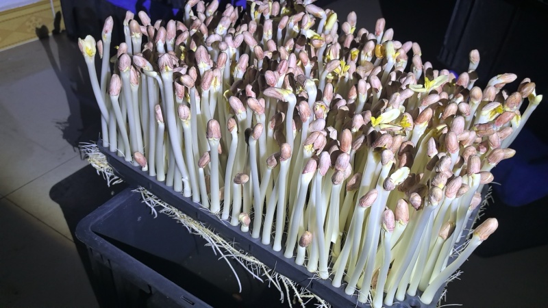 纯水培花生芽井水培育0添加