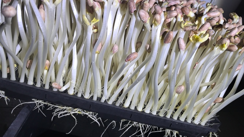 纯水培花生芽井水培育0添加