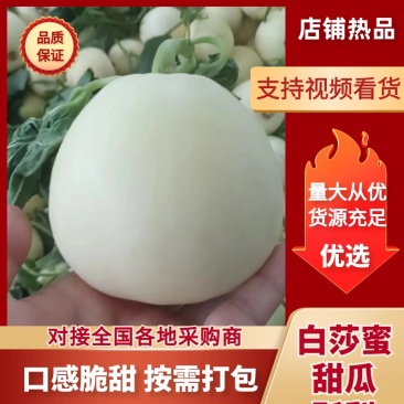 精品白莎蜜甜瓜大量上市中，高糖耐运输保质保量代发全国