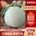 精品白莎蜜甜瓜大量上市中，高糖耐运输保质保量代发全国