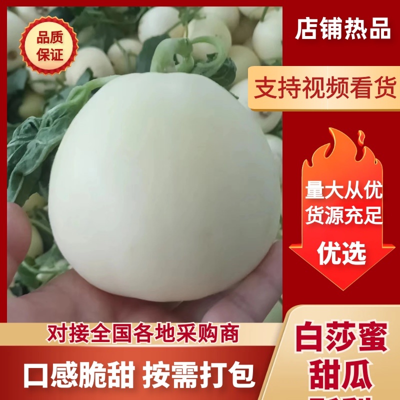 精品白莎蜜甜瓜大量上市中，高糖耐运输保质保量代发全国