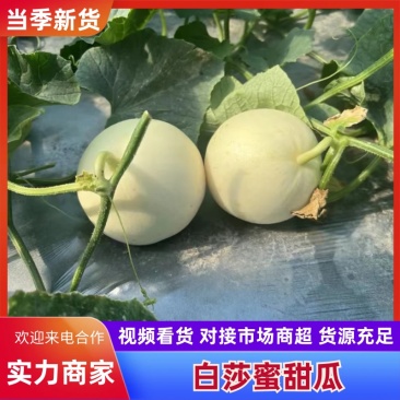 小白瓜白莎蜜甜瓜砀山甜瓜糖度高耐运输对接商超市场