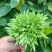 夜香花/夜兰花